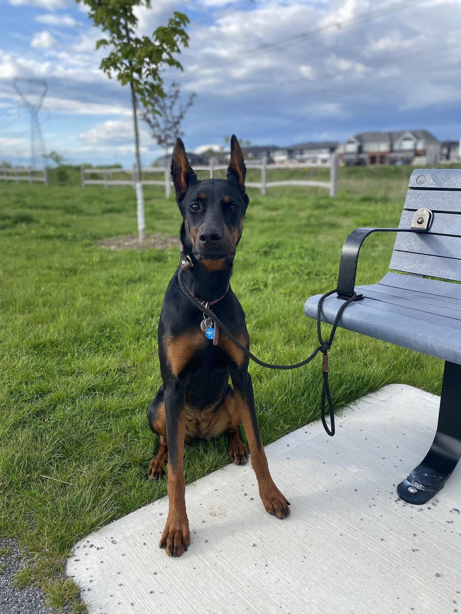 BHRR's Sophie, a Adoptable Doberman Pinscher in Oxford Station, ON image 1/4