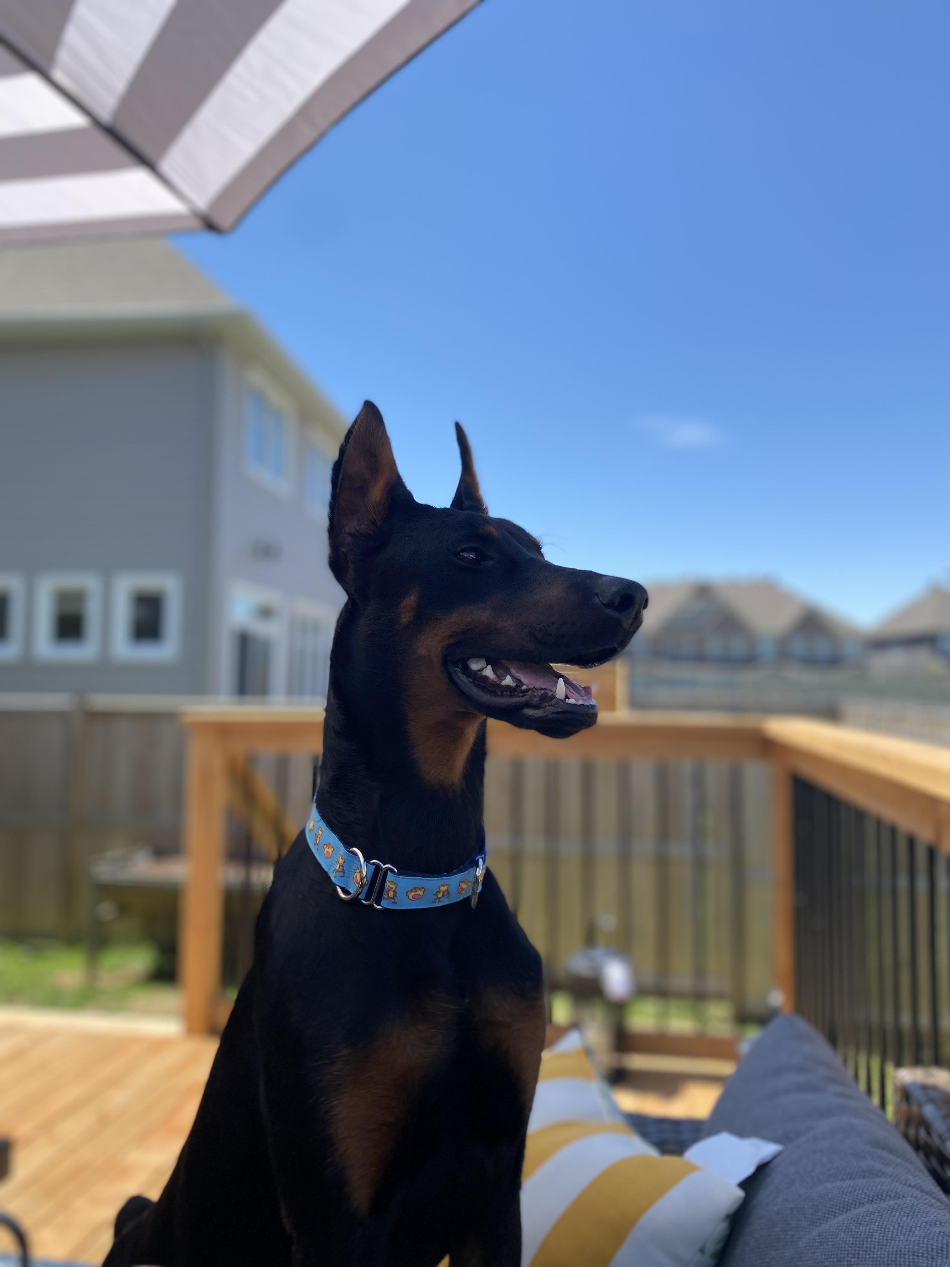 BHRR's Sophie, a Adoptable Doberman Pinscher in Oxford Station, ON image 2/4