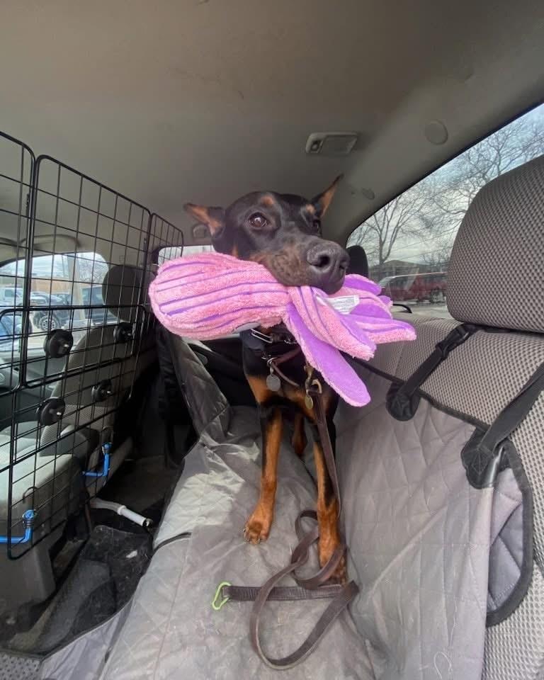 BHRR's Sophie, a Adoptable Doberman Pinscher in Oxford Station, ON image 3/4