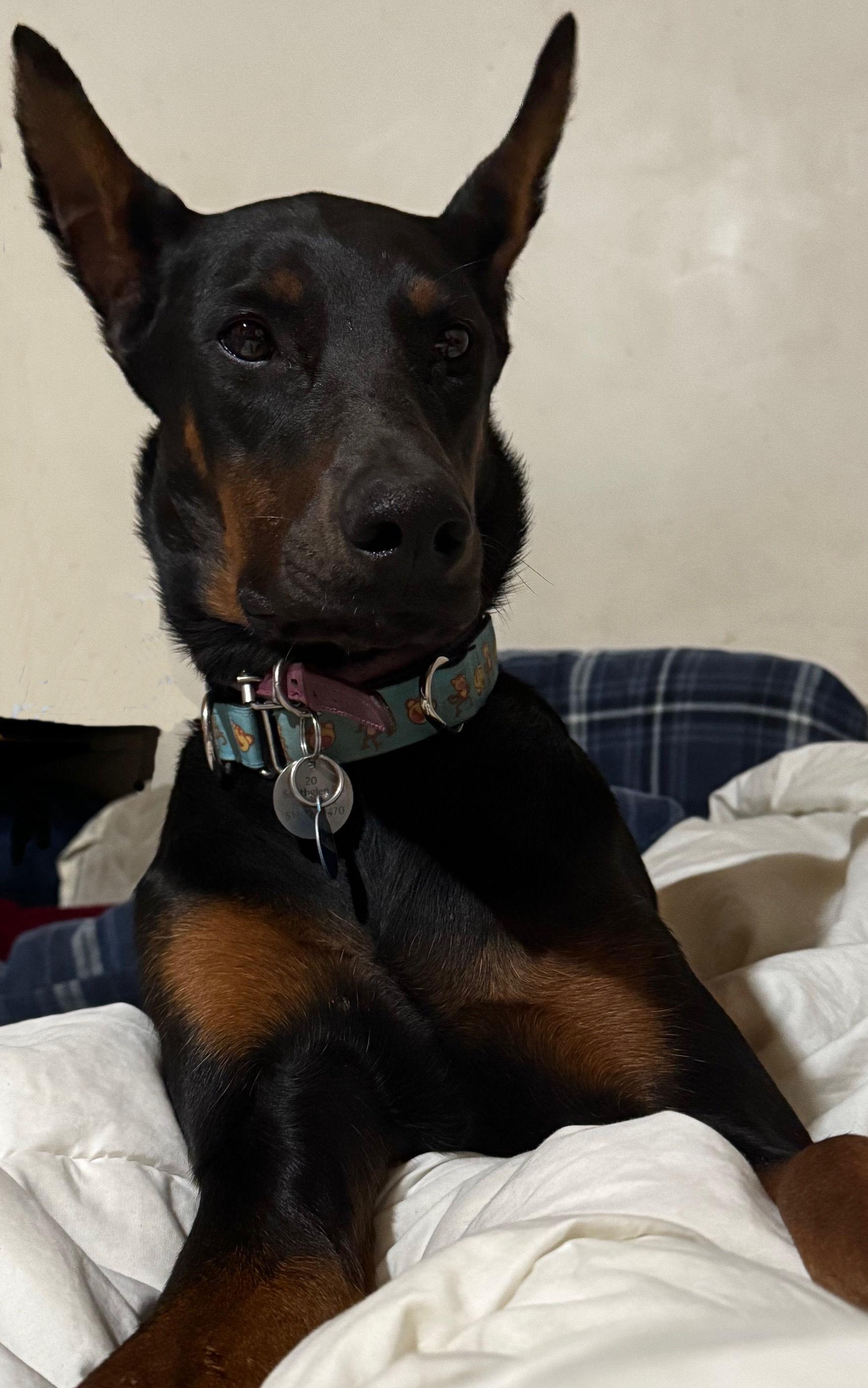 BHRR's Sophie, a Adoptable Doberman Pinscher in Oxford Station, ON image 4/4