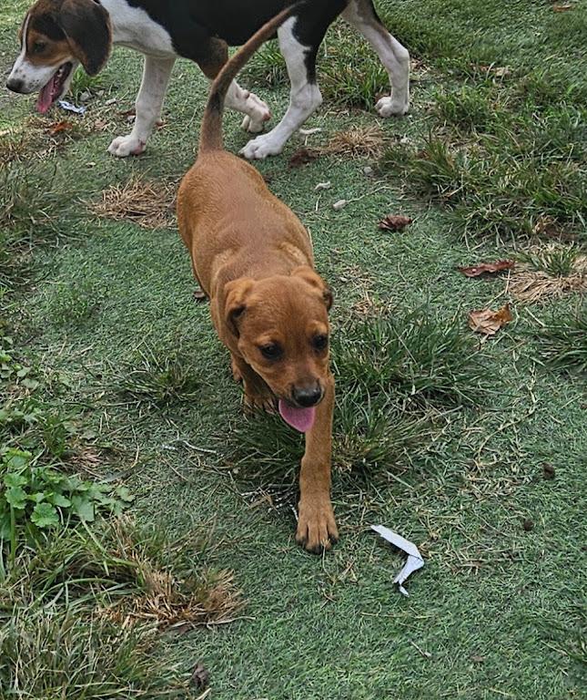 Enlarge Wonton Dumpling - Local Pup, a Adopted mixed breed in Andover, MA image 3/6