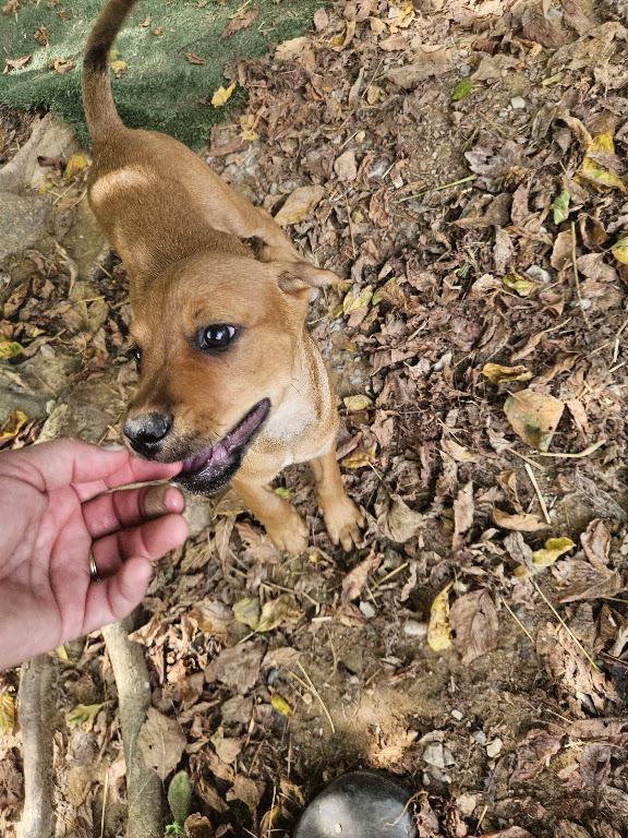 Enlarge Wonton Dumpling - Local Pup, a Adopted mixed breed in Andover, MA image 2/6
