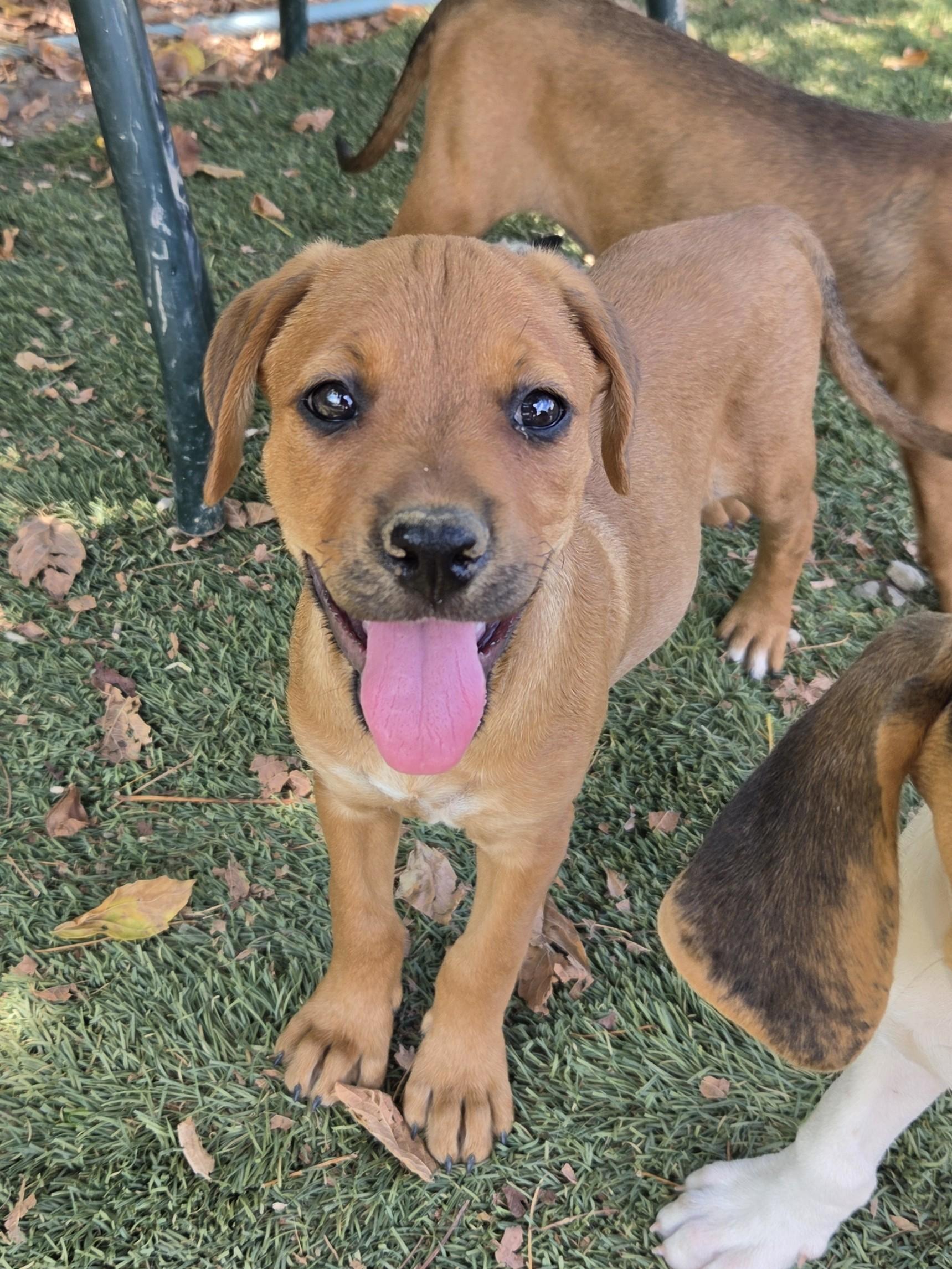 Wonton Dumpling - Local Pup, Adoptable, Puppy Female Rottweiler.