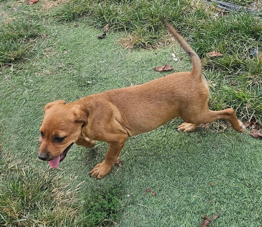 Enlarge Wonton Dumpling - Local Pup, a Adopted mixed breed in Andover, MA image 4/6