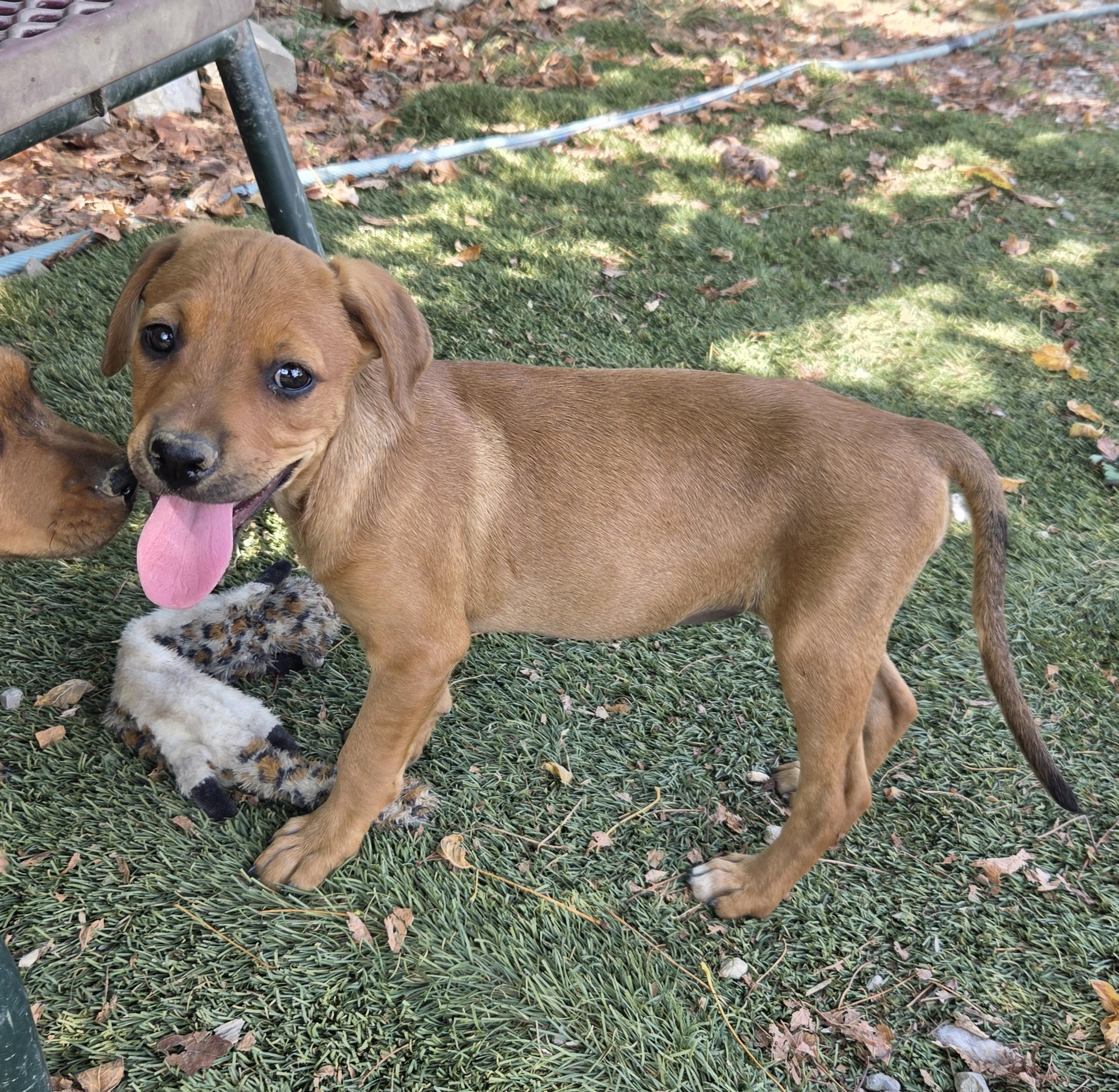 Enlarge Wonton Dumpling - Local Pup, a Adopted mixed breed in Andover, MA image 5/6