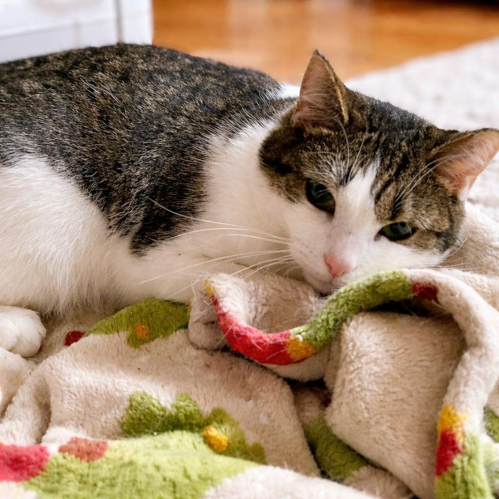 Josie, Adoptable, Young Female Domestic Short Hair.