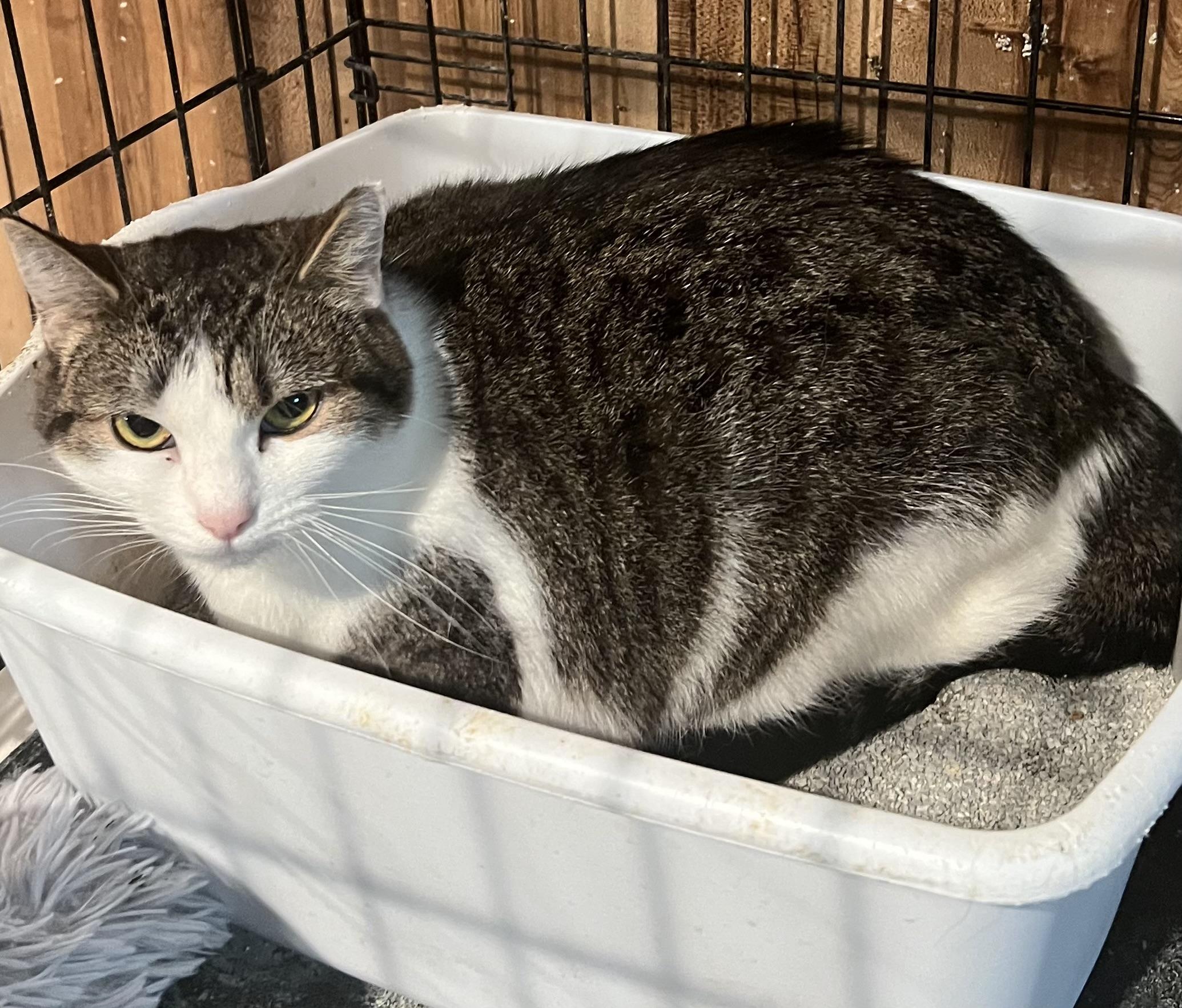 Enlarge Josie, a Adoptable Domestic Short Hair in Cranford, NJ image 2/3