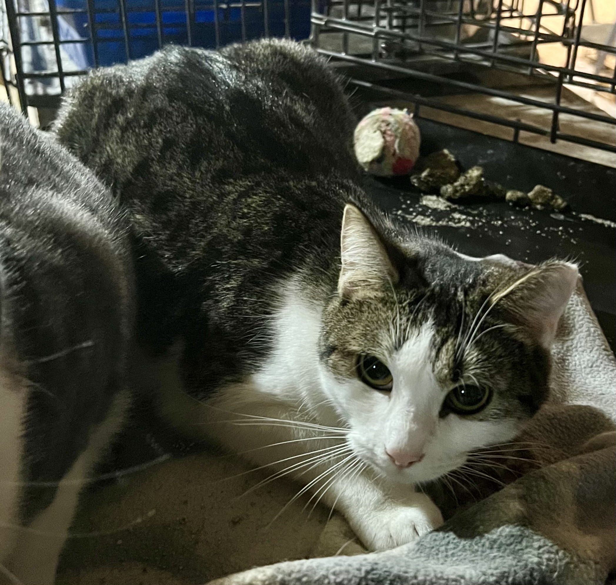 Enlarge Josie, a Adoptable Domestic Short Hair in Cranford, NJ image 3/3