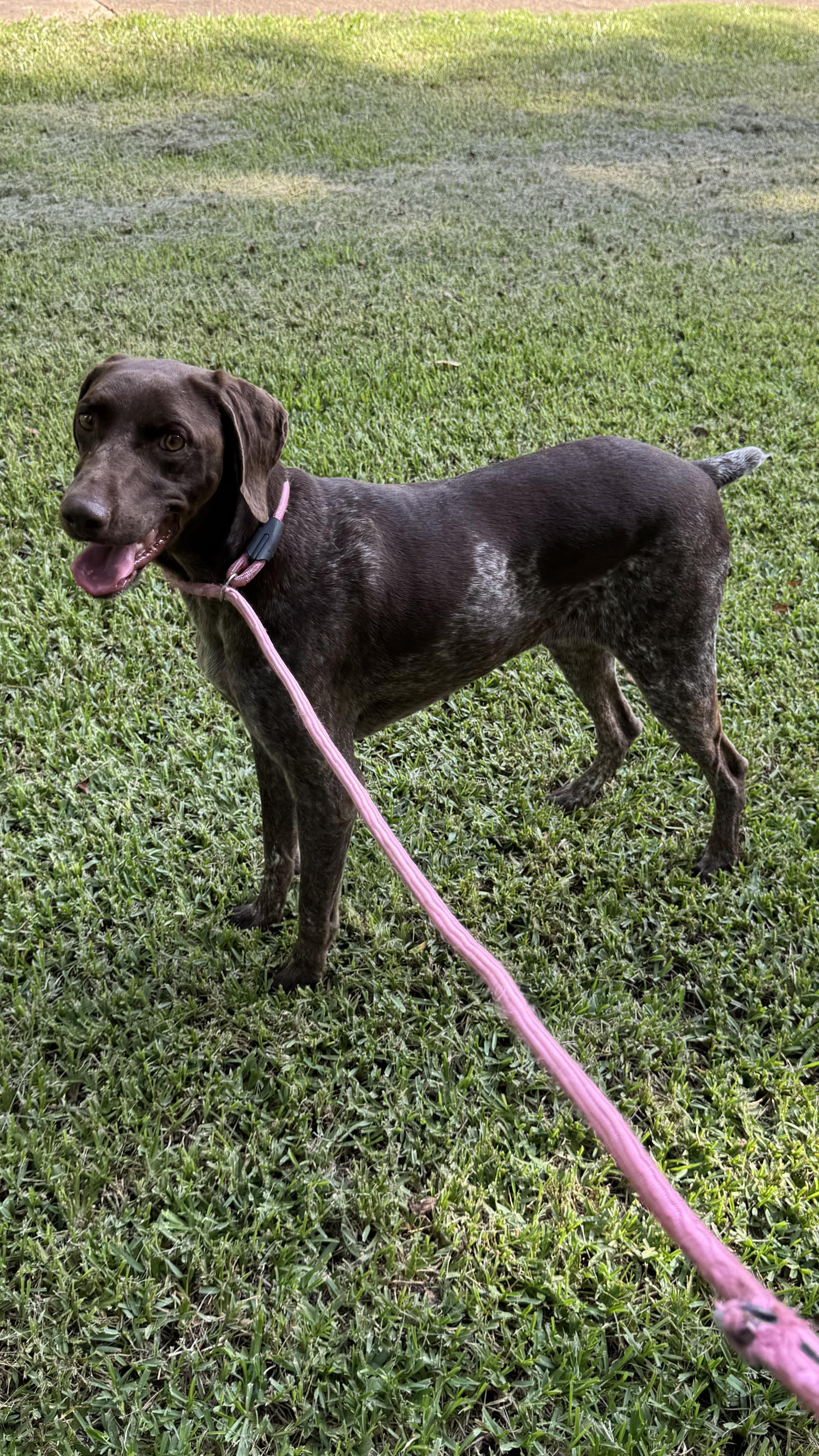 JoJo, adopted, Adult Female German Shorthaired Pointer.