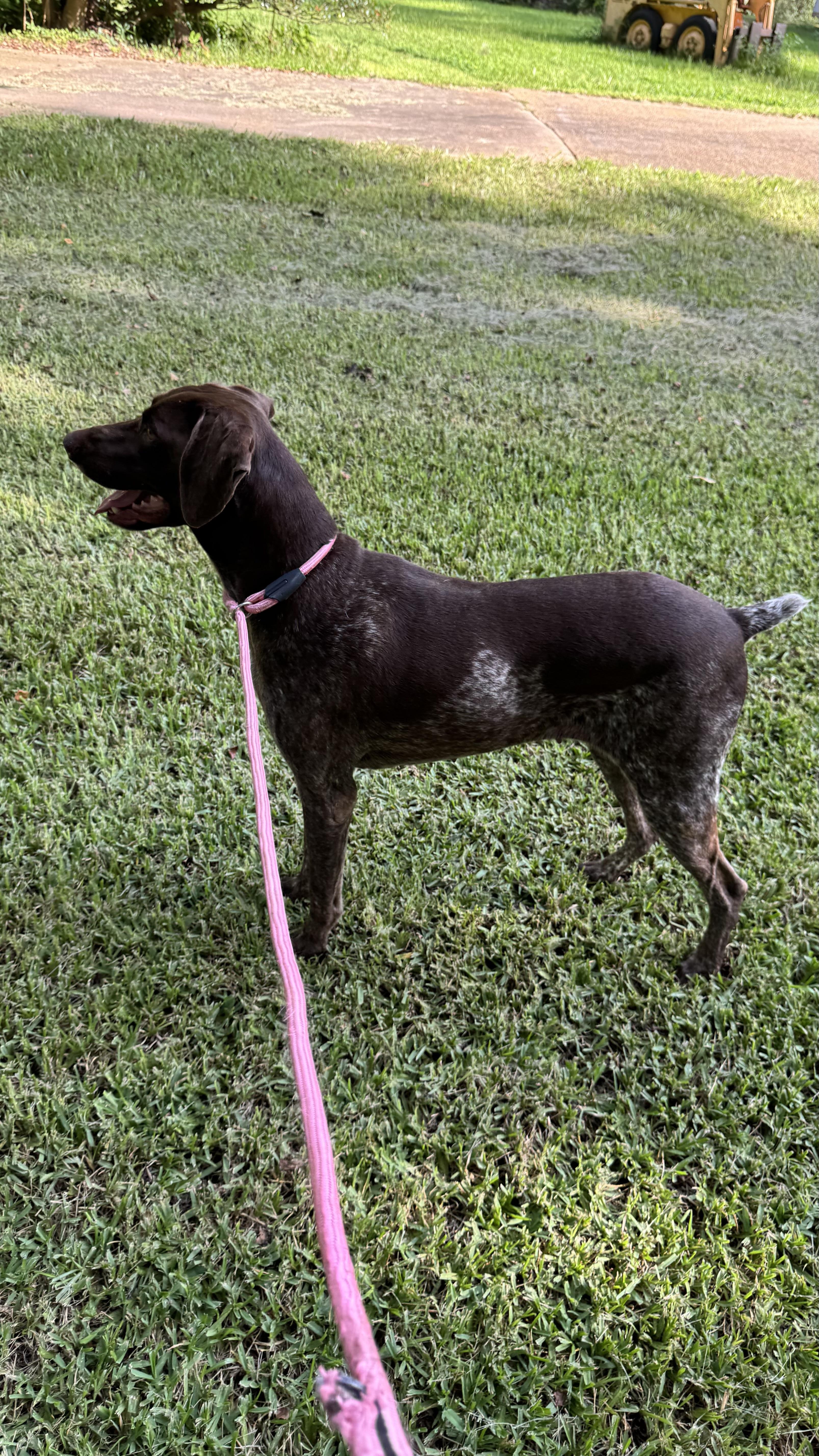 Enlarge JoJo, an adopted German Shorthaired Pointer in Warwick, RI image 3/4