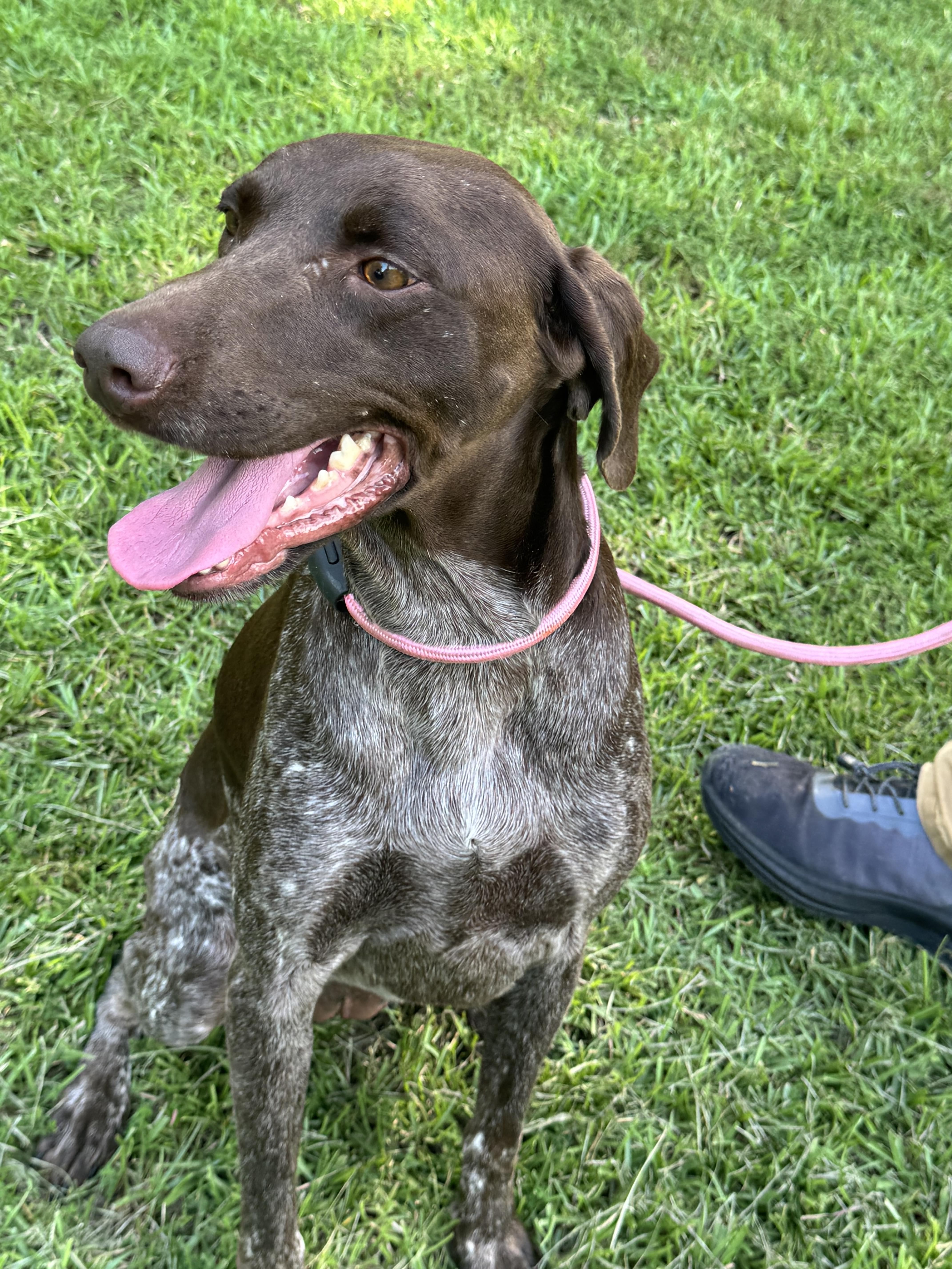 Enlarge JoJo, an adopted German Shorthaired Pointer in Warwick, RI image 2/4