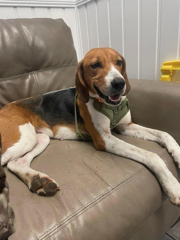 Enlarge Harley, a Adopted Hound in Macclesfield, NC image 1/4