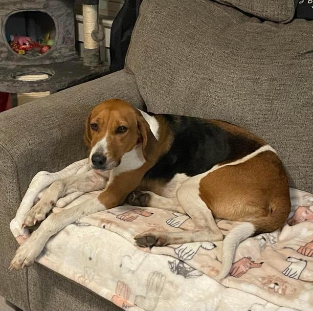 Enlarge Harley, a Adopted Hound in Macclesfield, NC image 2/4