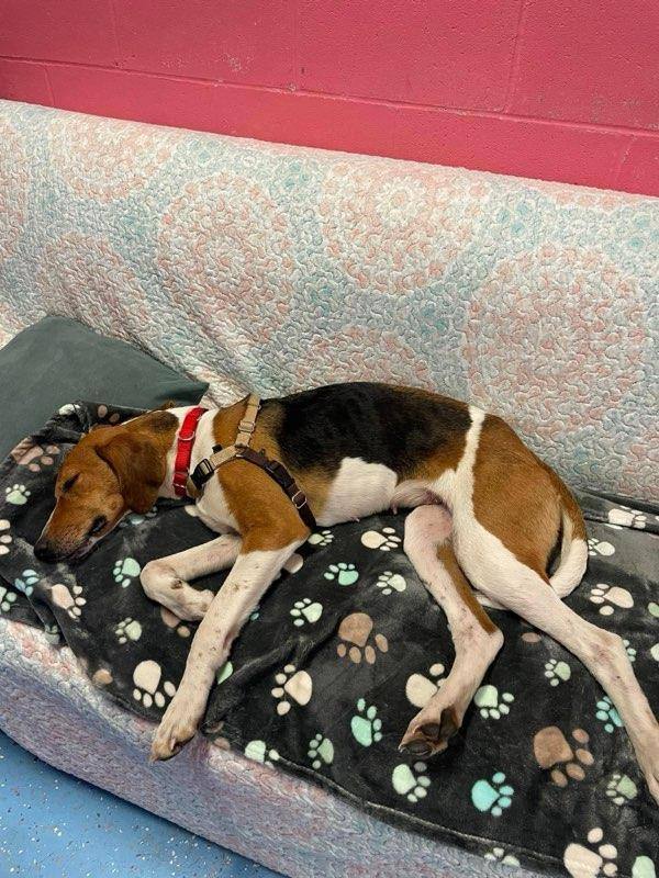 Enlarge Harley, a Adopted Hound in Macclesfield, NC image 3/4