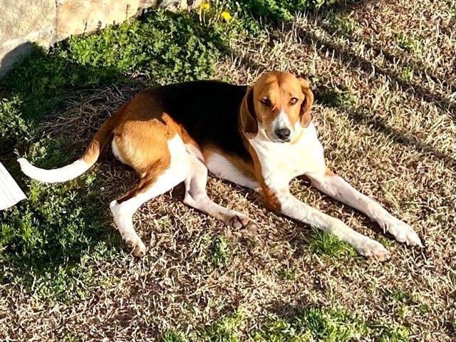 Enlarge Harley, a Adopted Hound in Macclesfield, NC image 4/4