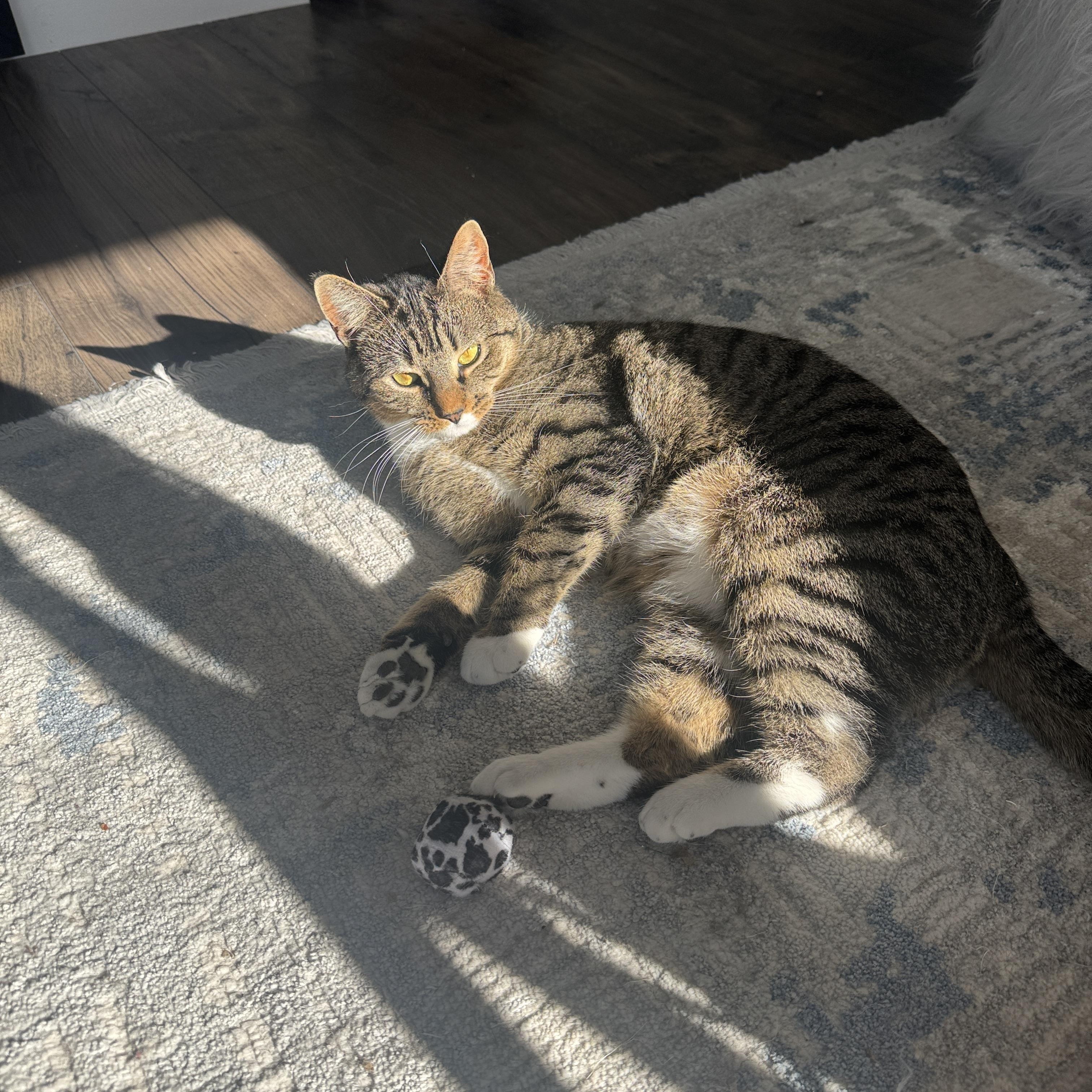 Enlarge Cranberry, a Adoptable American Shorthair in newington, CT image 3/5