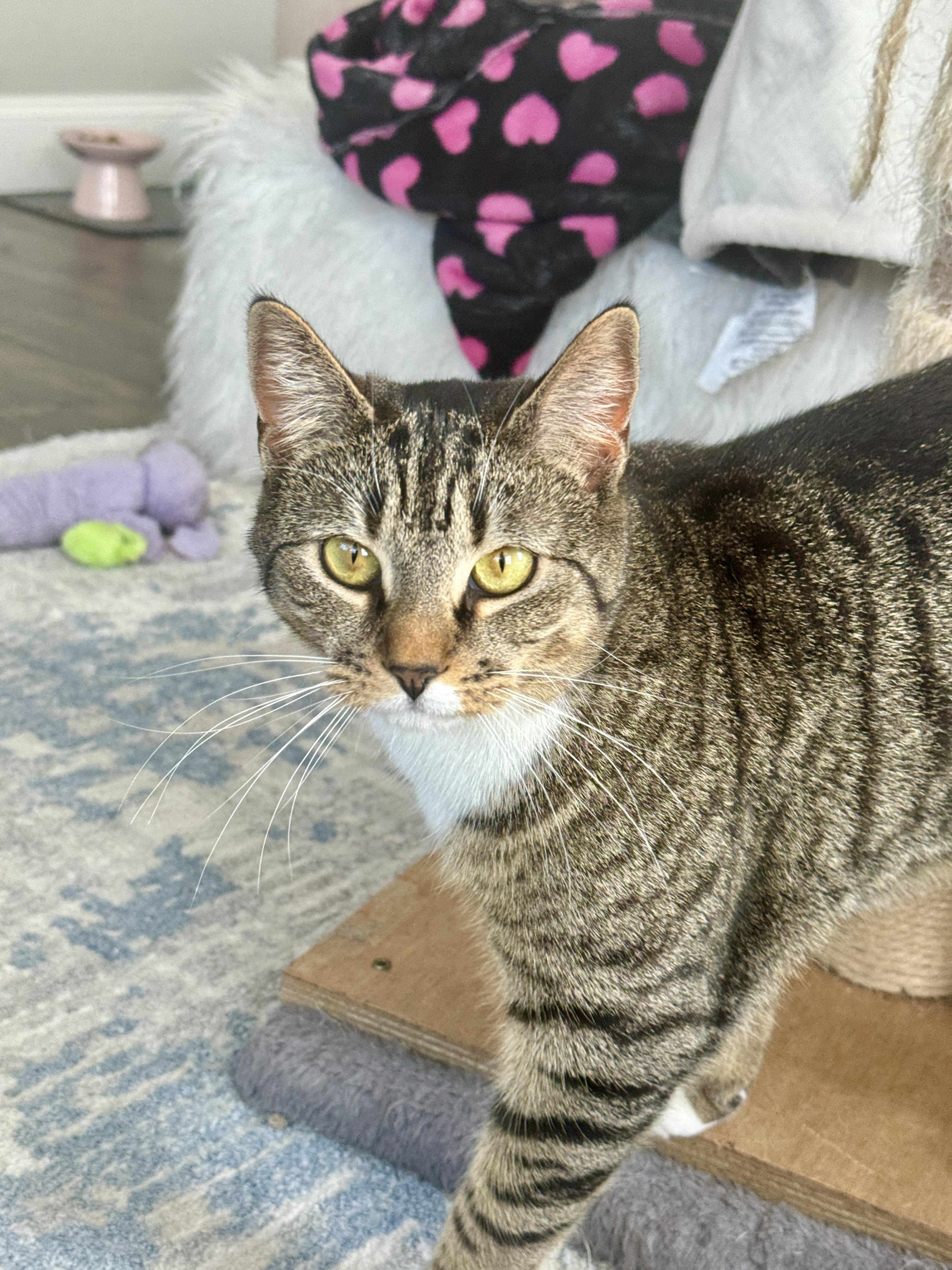 Enlarge Cranberry, a Adoptable American Shorthair in newington, CT image 2/5