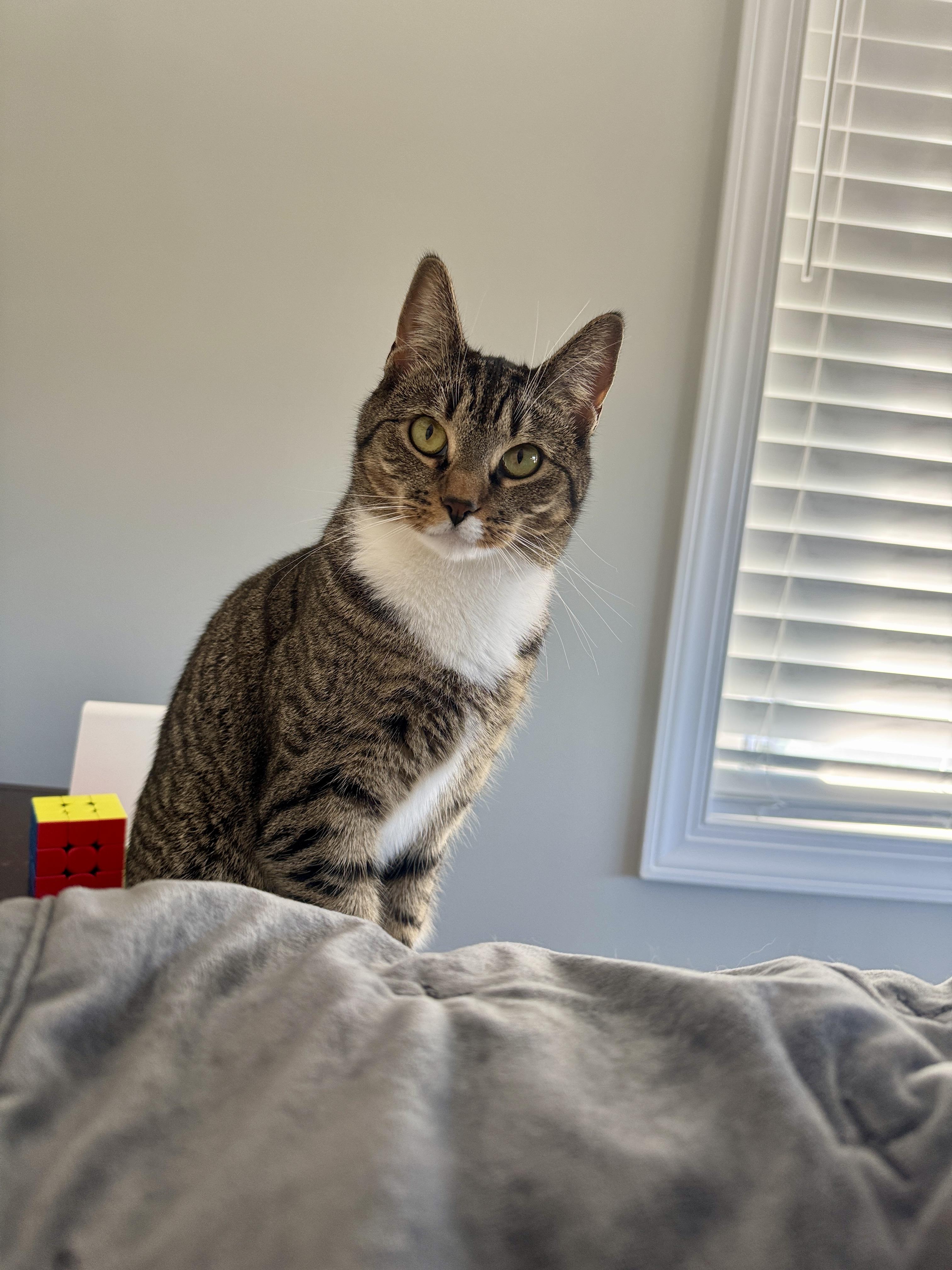 Cranberry, Adoptable, Adult Female American Shorthair.