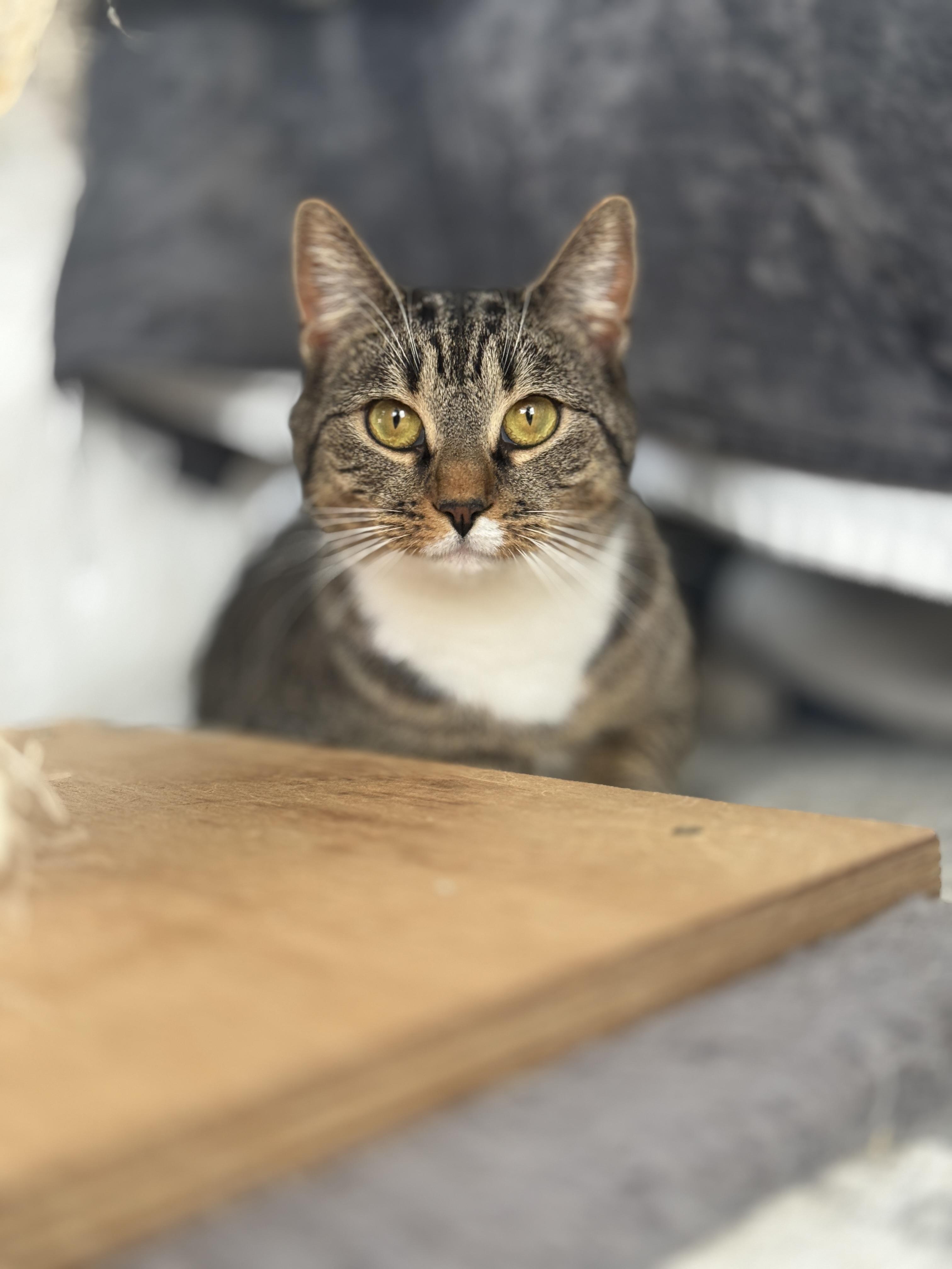 Cranberry, Adoptable, Adult Female American Shorthair.