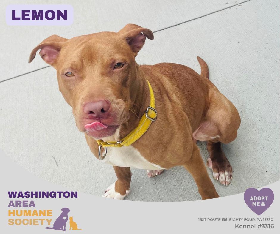 Lemon, Adoptable, Young Female Pit Bull Terrier.