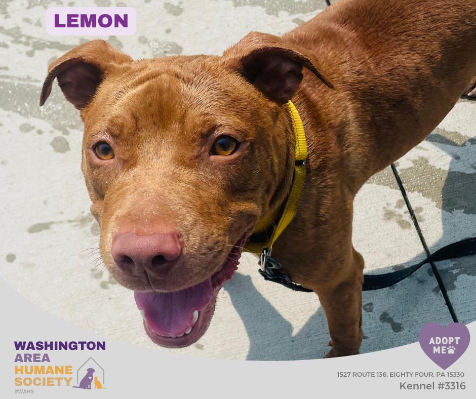 Lemon, ADOPTABLE, Young Female Pit Bull Terrier.