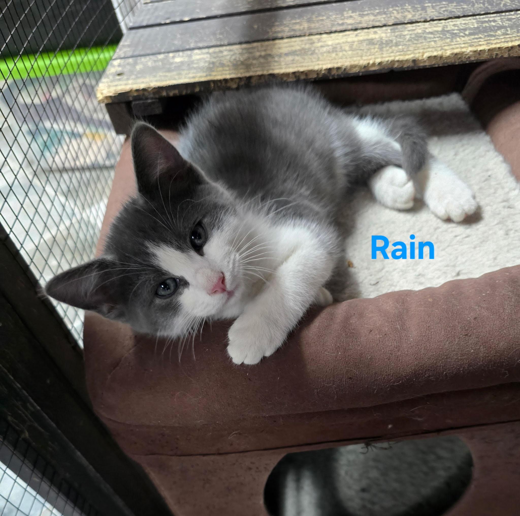Enlarge Rain, an adopted Domestic Short Hair in Buena Vista, VA image 1/1