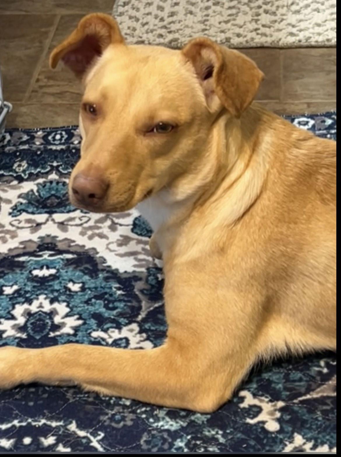 Sassy, Adopted, Young Female Terrier.