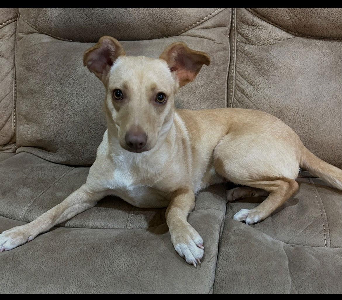 Sassy, a Adopted Terrier in Clinton, OK image 3/3