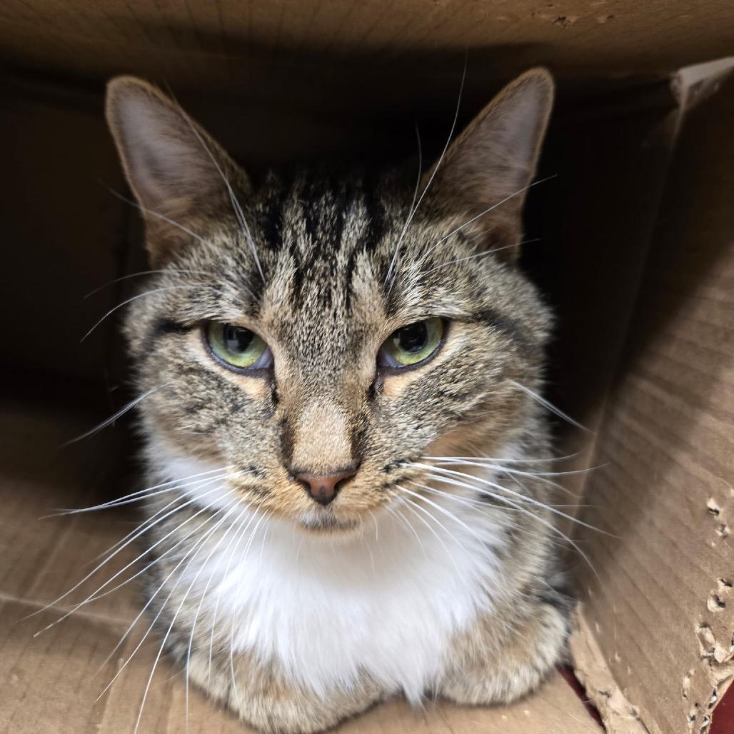 Enlarge Willow, a Adoptable Domestic Short Hair in Pennsville, NJ image 1/1