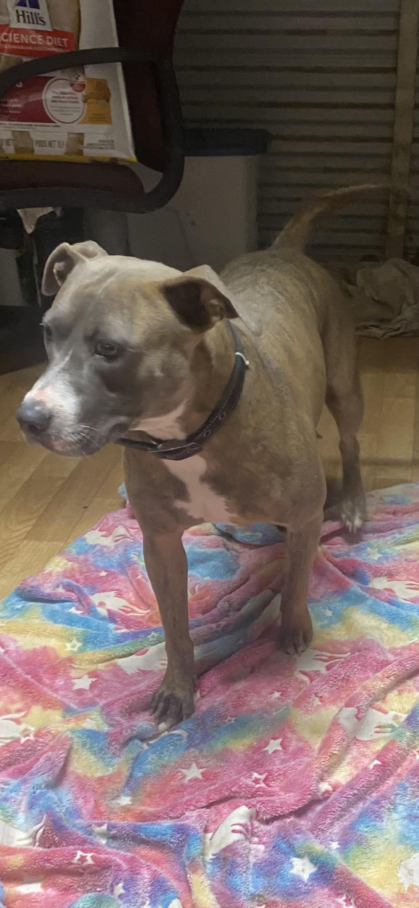 Enlarge Kinsey, a Adoptable mixed breed in Oak Bluffs, MA image 1/1