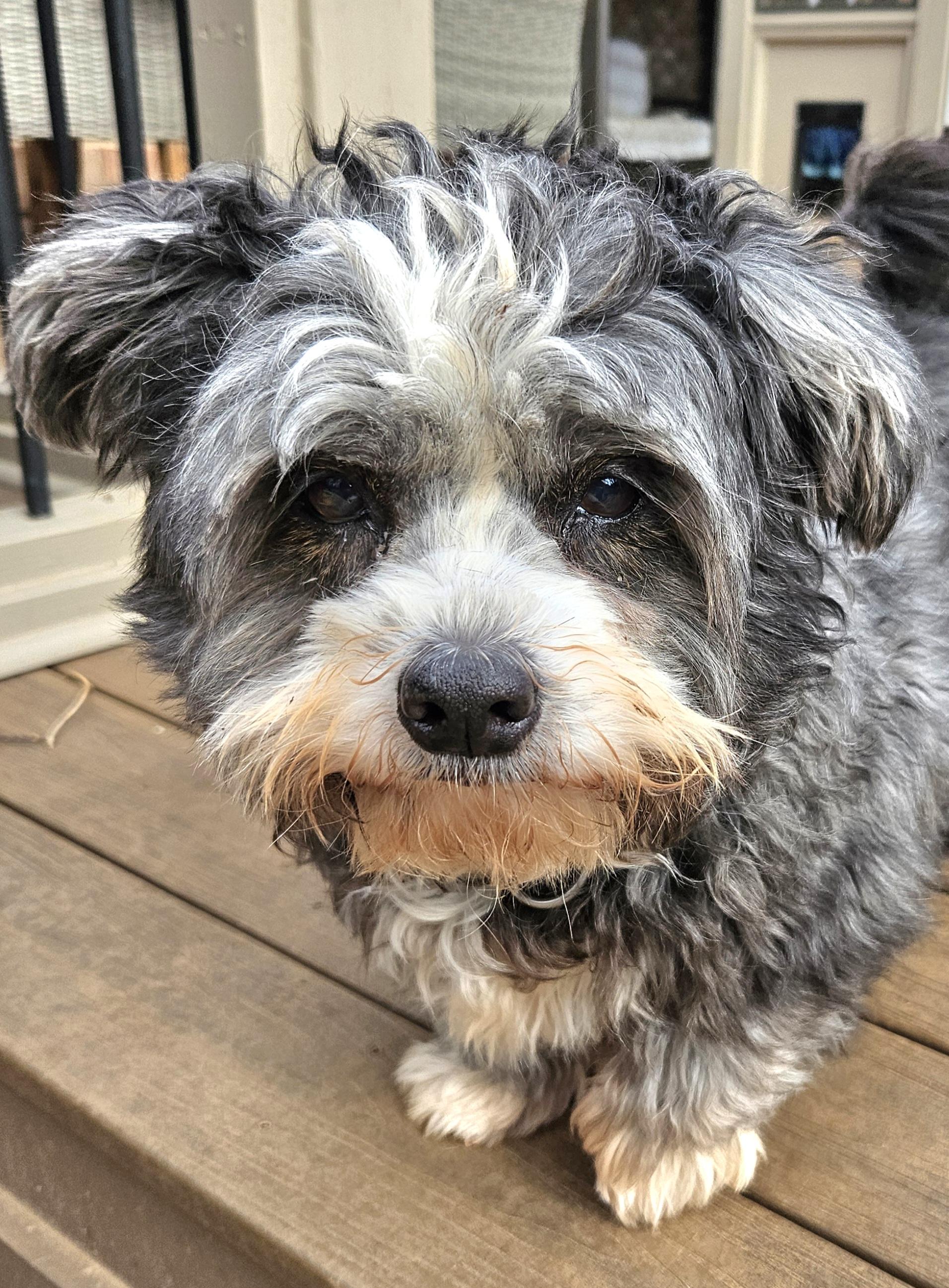 Hannah, an adoptable mixed breed in Raleigh, NC image 1/4