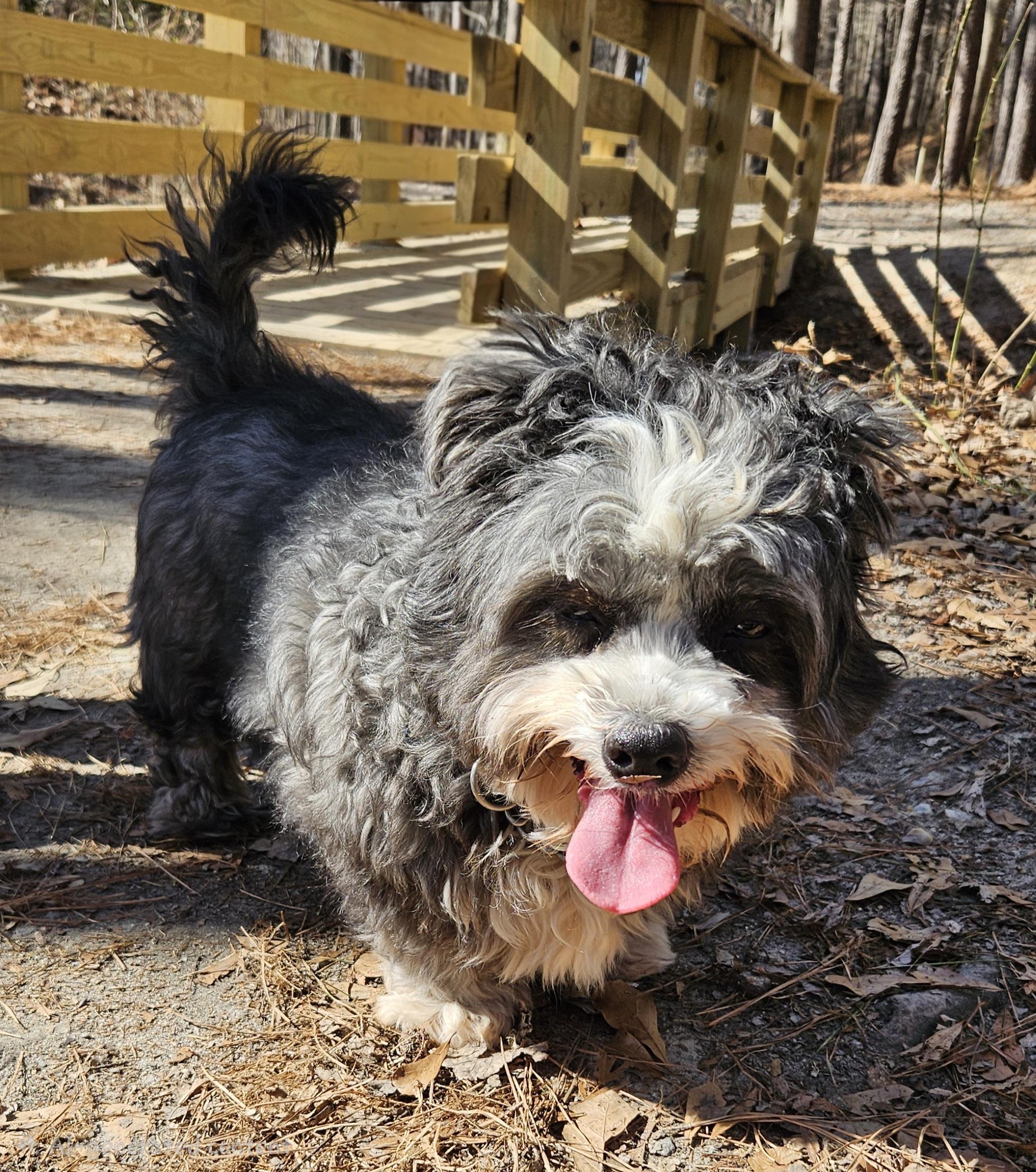 Hannah, an adoptable mixed breed in Raleigh, NC image 4/4
