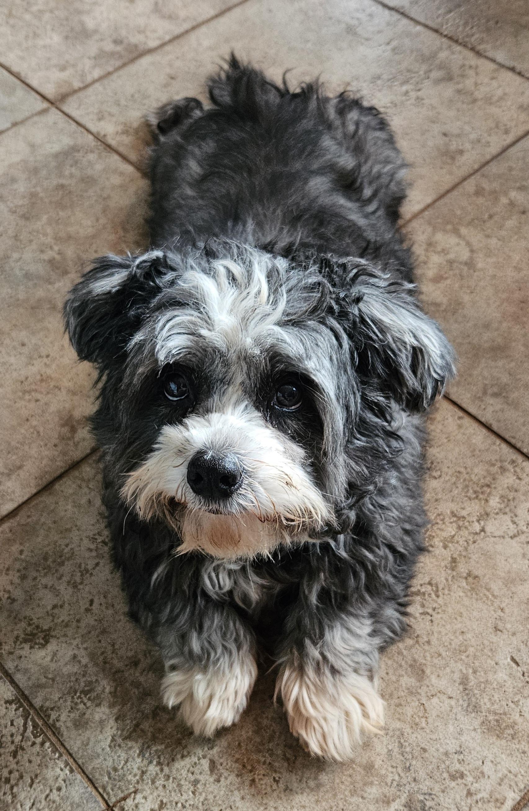 Hannah, an adoptable mixed breed in Raleigh, NC image 3/4