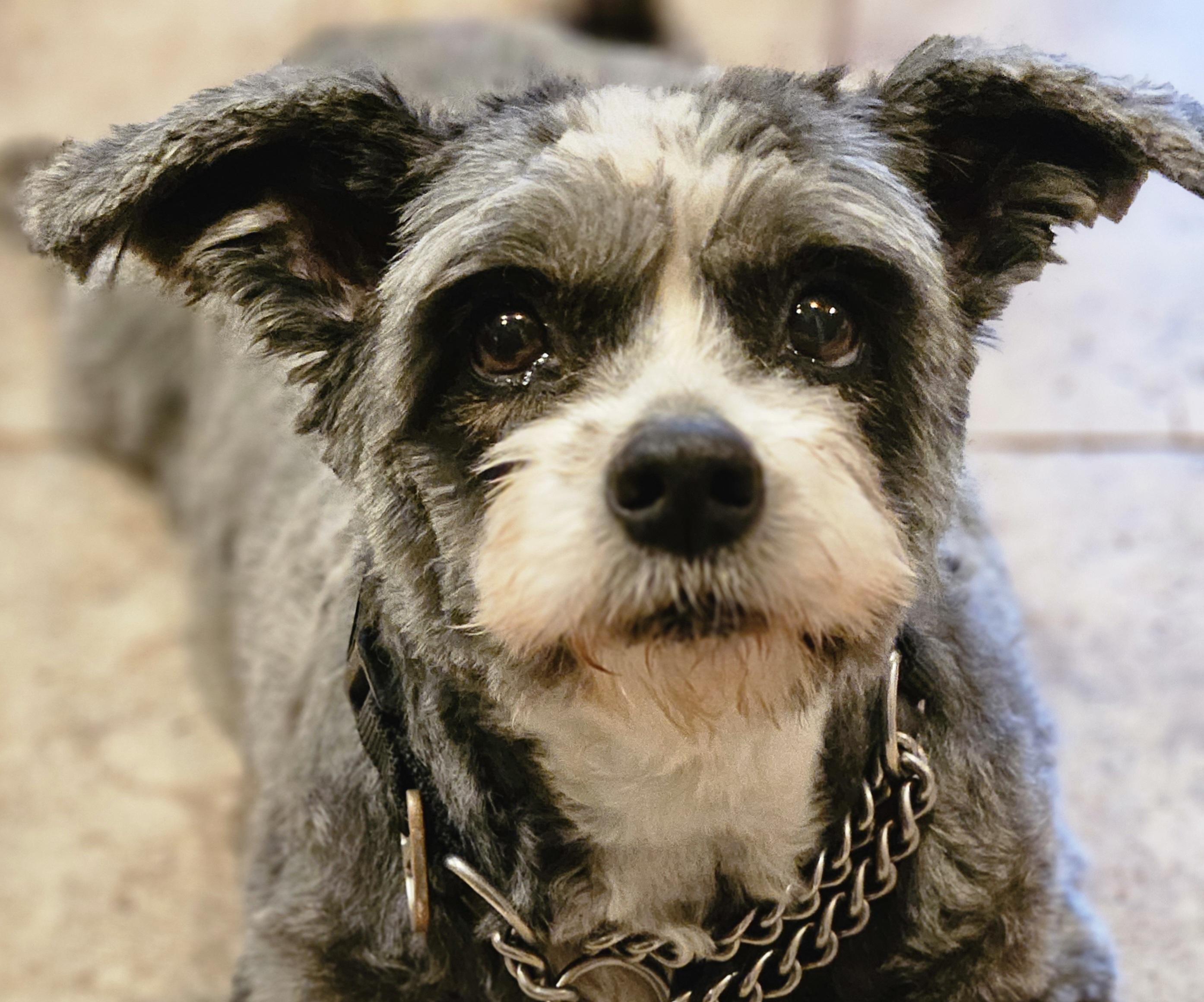 Enlarge Hannah, an adoptable mixed breed in Raleigh, NC image 1/6