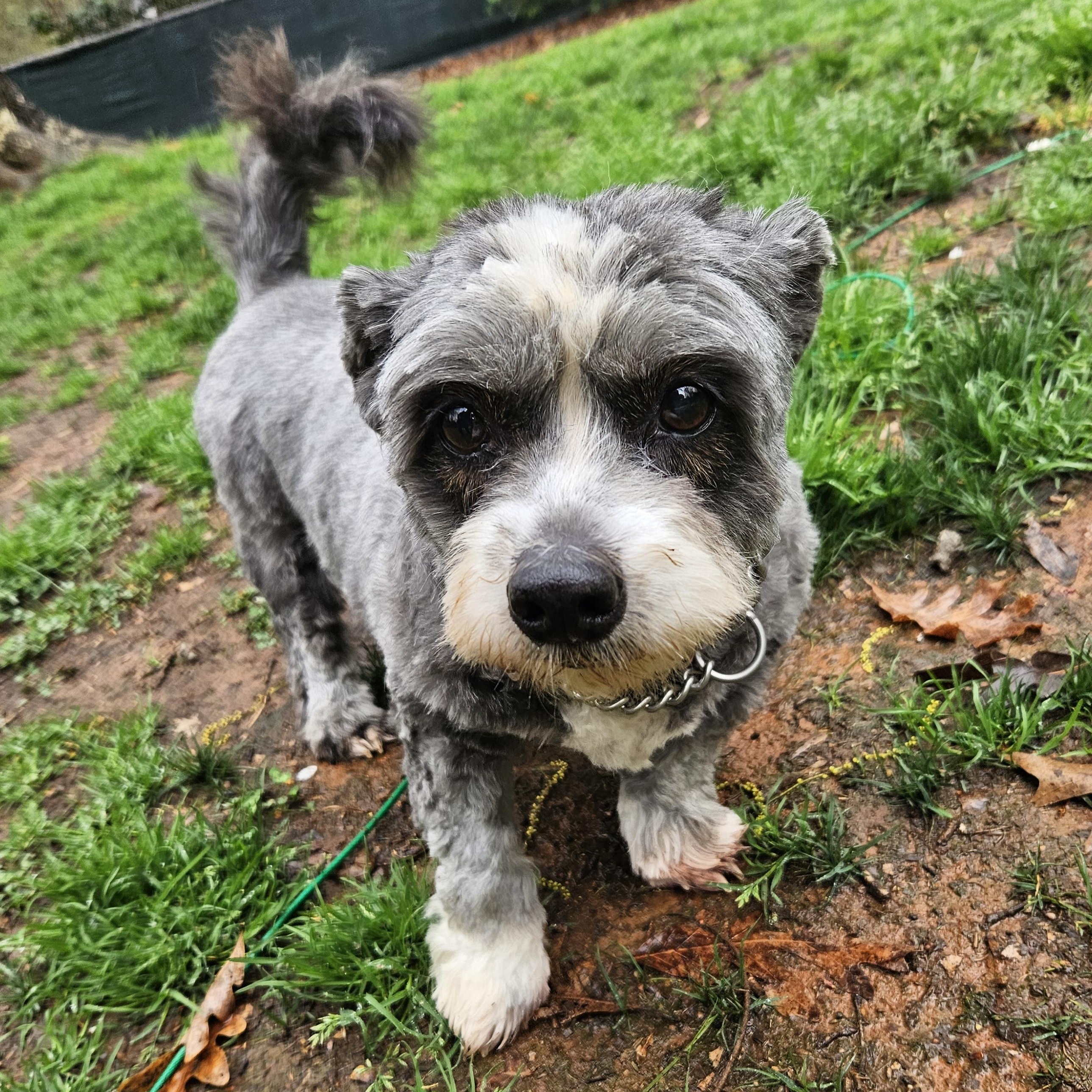 Enlarge Hannah, an adoptable mixed breed in Raleigh, NC image 3/6