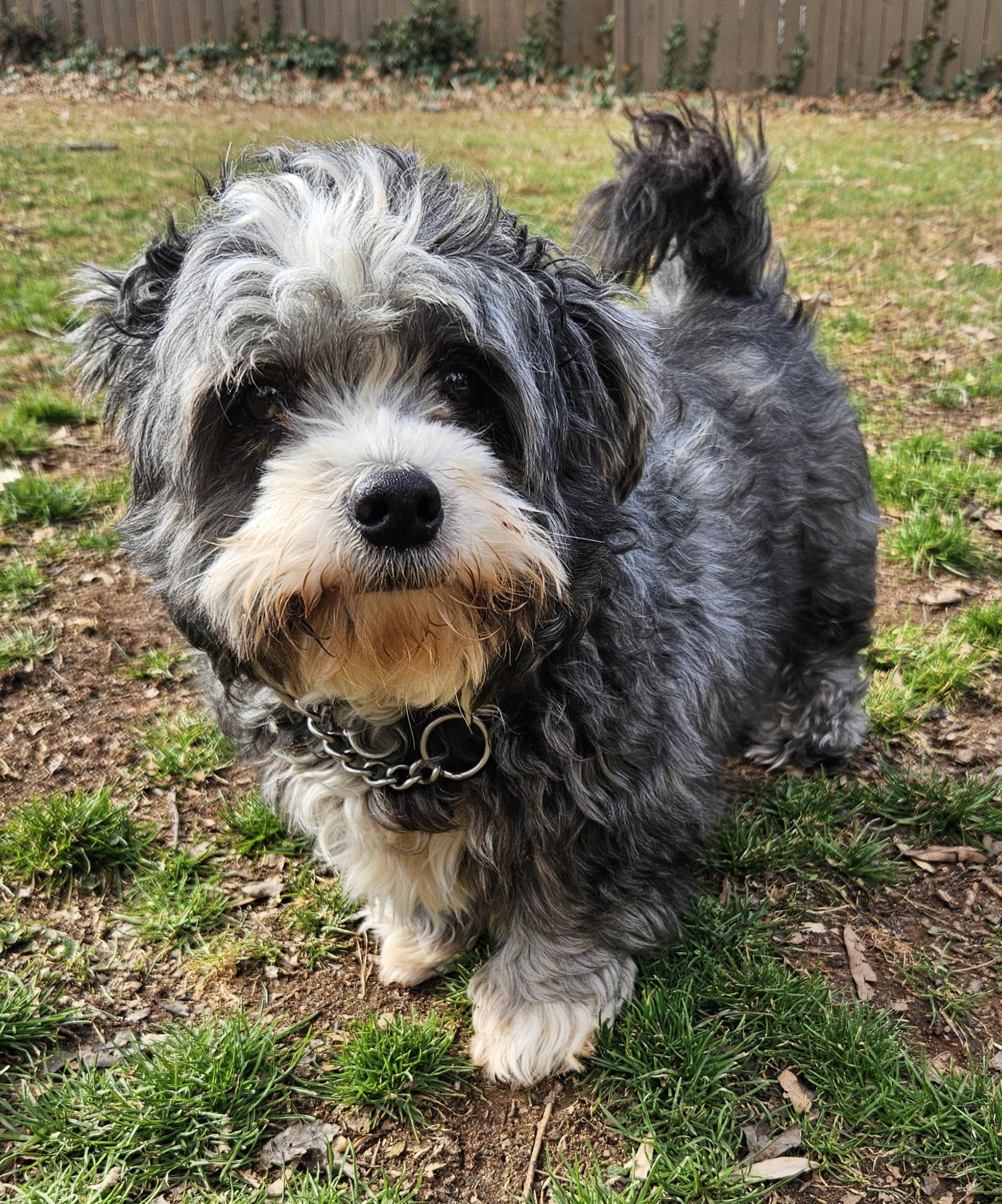 Hannah, an adoptable mixed breed in Raleigh, NC image 2/4