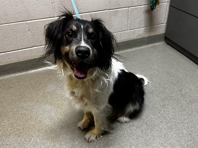 ZOE, Adoptable, Adult Female Border Collie & Mixed Breed.