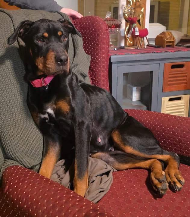 Rosie, adopted, Young Female Rottweiler.