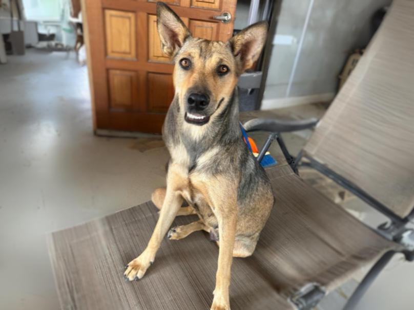 Dog for adoption - Fox, a Mixed Breed in Comox, BC | Petfinder