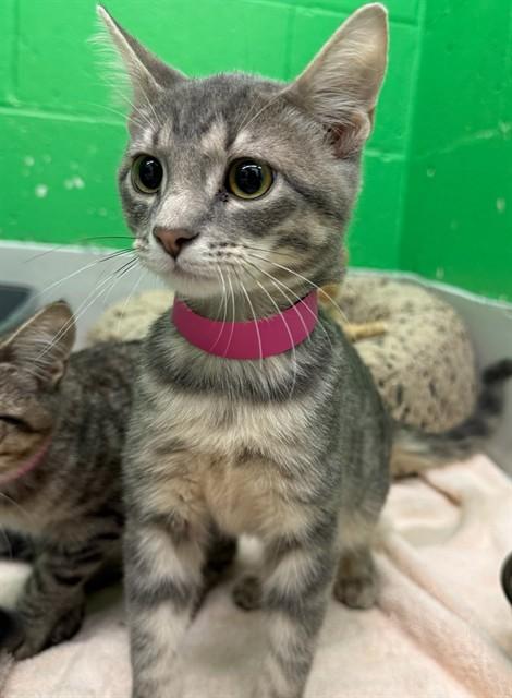 DWEEB, Adoptable, Kitten Female Domestic Short Hair.