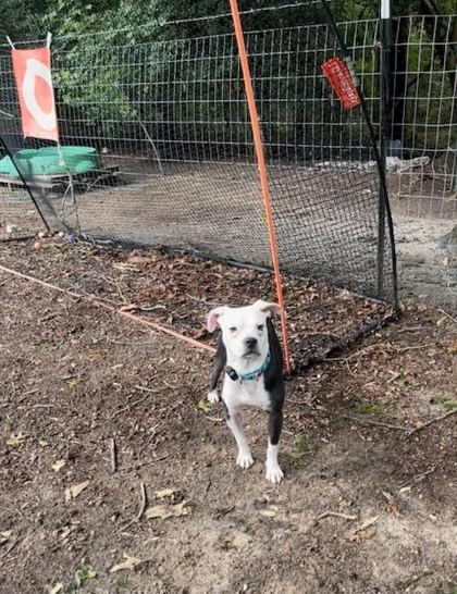 Ollie, Adoptable, Adult Male Mixed Breed & Mixed Breed.