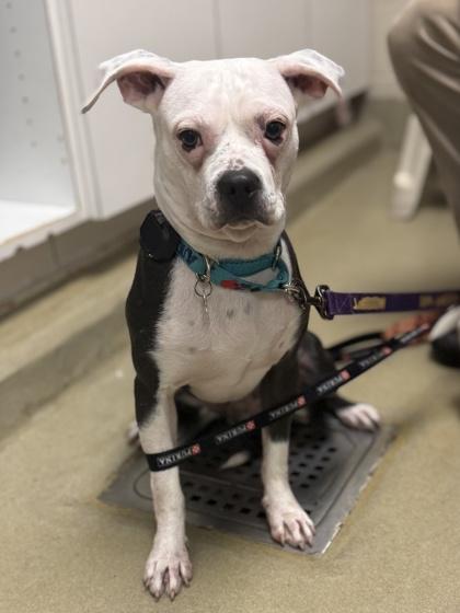 Ollie, a Adoptable mixed breed in King William, VA image 2/3