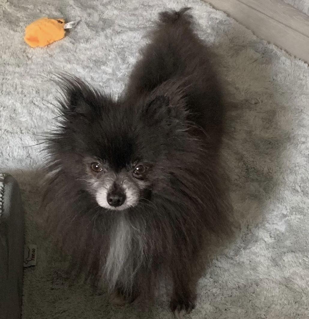 Asher, Adoptable, Adult Male Pomeranian.