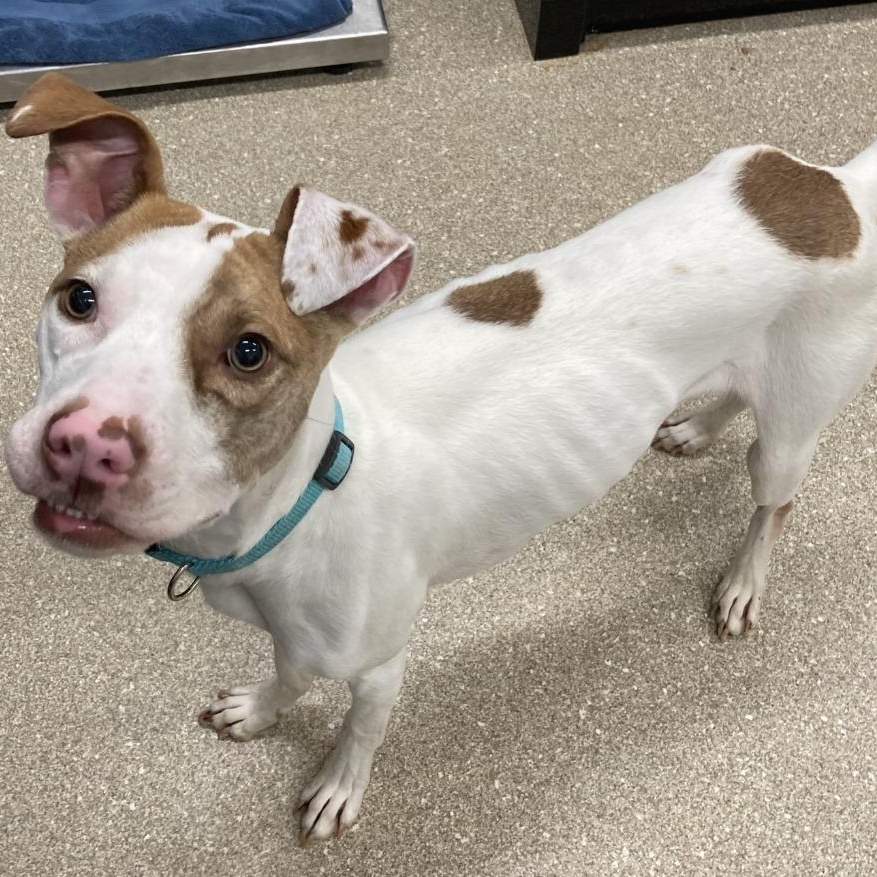 Enlarge Rockey, a ADOPTABLE Pit Bull Terrier in Prince Frederick, MD image 1/1