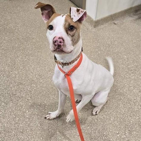 Enlarge Rockey, a ADOPTABLE Pit Bull Terrier in Prince Frederick, MD image 2/5