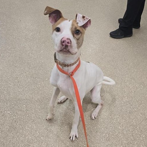 Enlarge Rockey, a ADOPTABLE Pit Bull Terrier in Prince Frederick, MD image 5/5
