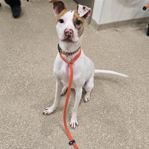 Enlarge Rockey, a ADOPTABLE Pit Bull Terrier in Prince Frederick, MD image 4/5