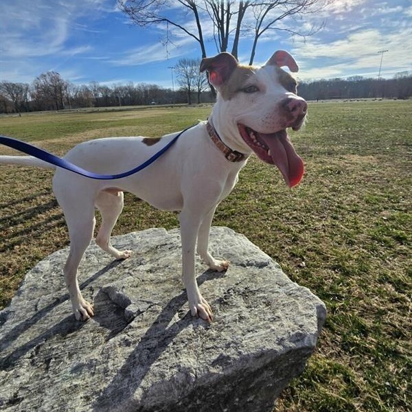Enlarge Rockey, a ADOPTABLE Pit Bull Terrier in Prince Frederick, MD image 1/5