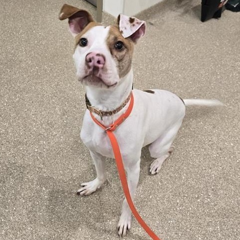 Enlarge Rockey, a ADOPTABLE Pit Bull Terrier in Prince Frederick, MD image 3/5