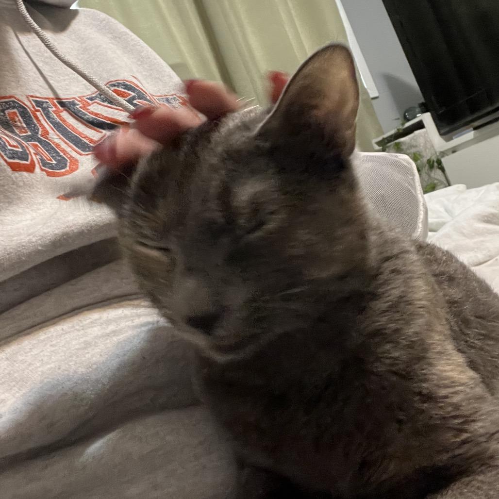 Sasha, a Adoptable American Shorthair in Oceanside, NY image 1/3